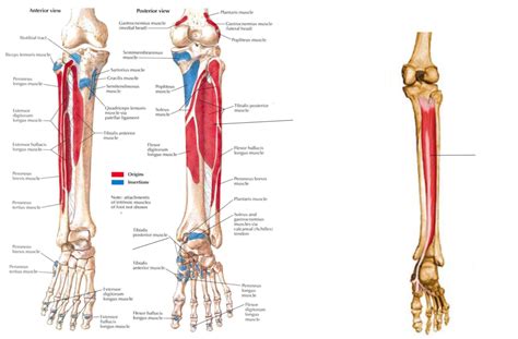 Tibialis Posterior Origin And Insertion