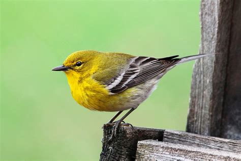 33 Beautiful Pictures Of Warblers Birds And Blooms