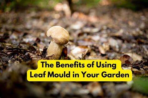 The Benefits of Using Leaf Mould in Your Garden