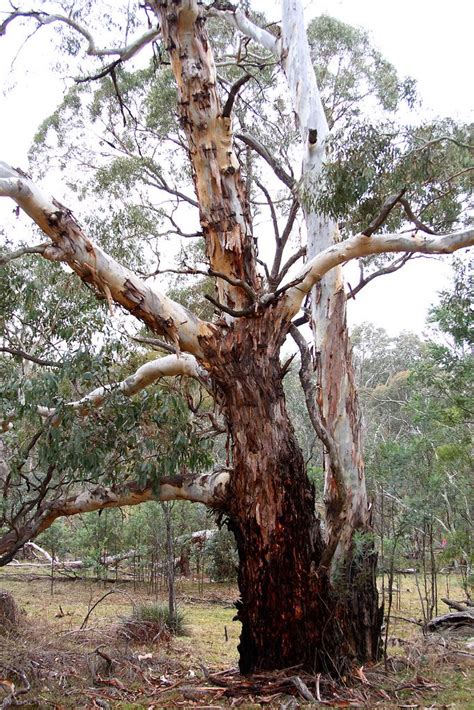 1000+ images about Australia - Flowers & Trees on Pinterest ...