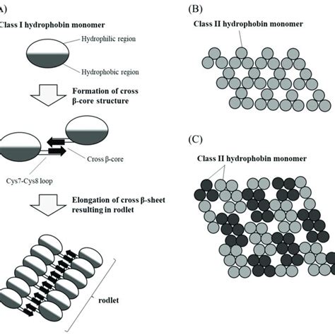 Schematic Representation Of Hydrophobin Self Assembly A Class I Download Scientific Diagram