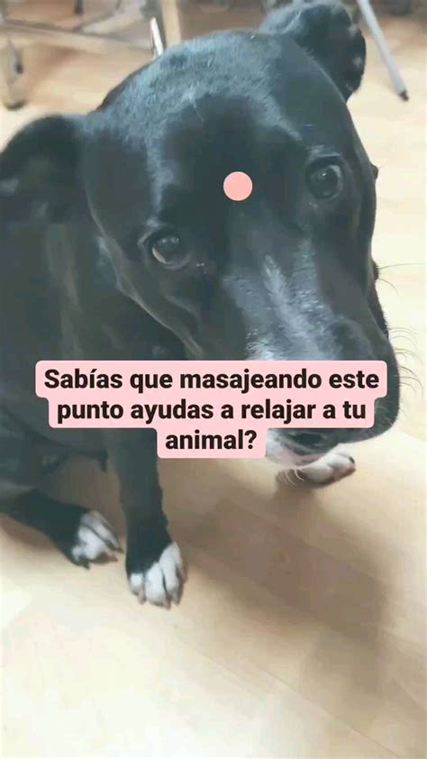 Vanessabentanachs Vet On Instagram Existen Puntos De Acupuntura Que