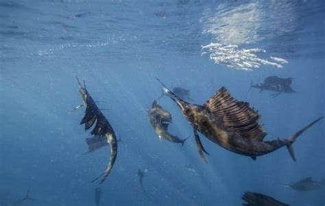 Fastest Sea Animals in the Ocean Ranked