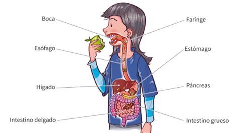 La Nutrición Y El Sistema Digestivo Mind Map