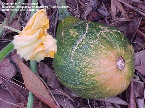 Plantfiles Pictures Butternut Squash Winter Squash Calabaza Cuban Pumpkin Zapallo