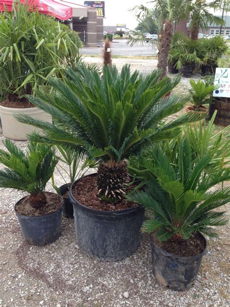 The Sago Palm Cycas Revoluta Cold Hardy Large Cycad Artofit