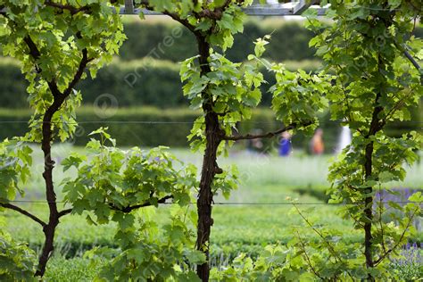 Chateau De Villandry And Its Beautiful Gardens In The Loire Valley