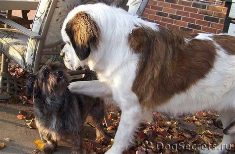 Фото сенбернара