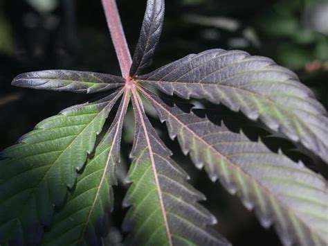 Cannabis Leaves Curling Up How To Fix Growing Guide