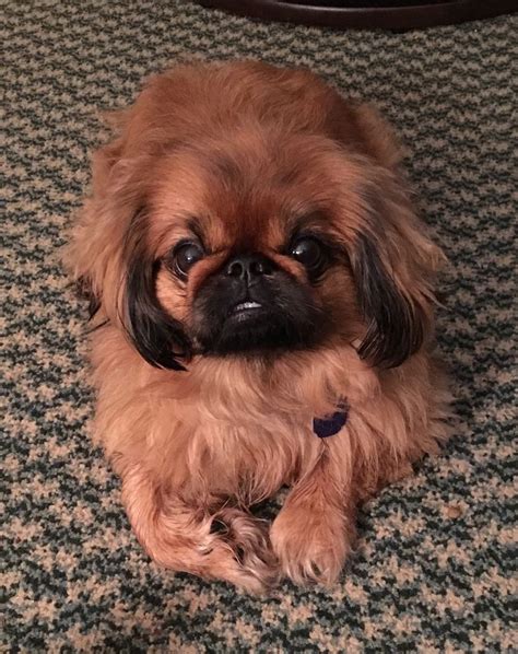 Pin On Pekingnese Loves Of My Life Pekingese Dogs Pekingese Puppies