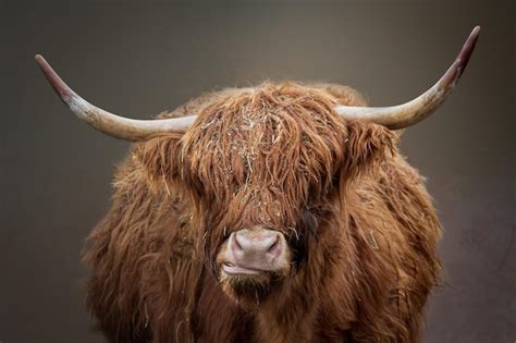 Premium Photo Portrait Of A Long Haired Highland Cow