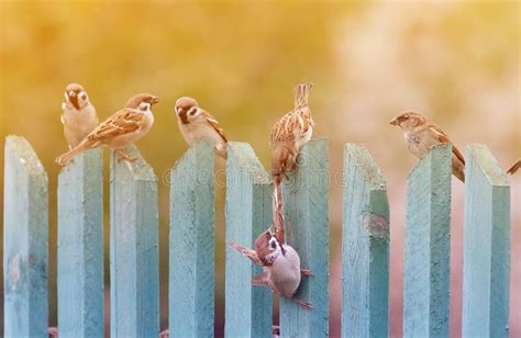 Angry Birds Fighting On A Tree Branch With Its Wings Outstretched Stock