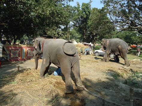 World Animal Protection India - Elephants are protected under law in