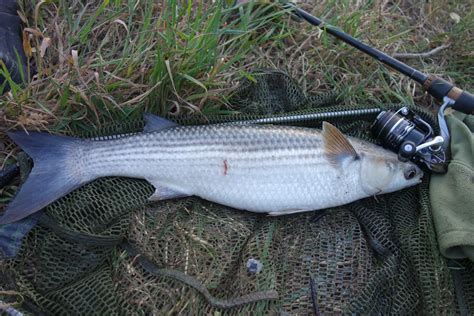 Thin Lipped Grey Mullet Archives