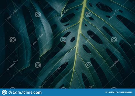 Tropical Leaves Backgroundjungle Leaf Garden Stock Image Image Of