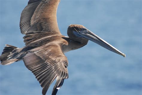 Louisiana State Bird Eastern Brown Pelican