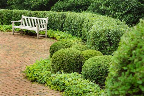 41 Incredible Garden Hedge Ideas for Your Yard (PHOTOS)