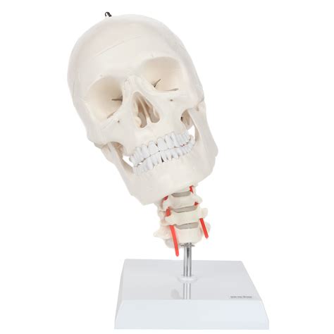 A Human Skull Model With Flexible Neck Axis Scientific Ead