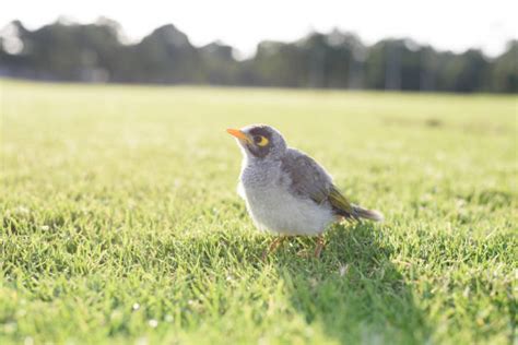 Miner Bird Stock Photos, Pictures & Royalty-Free Images - iStock