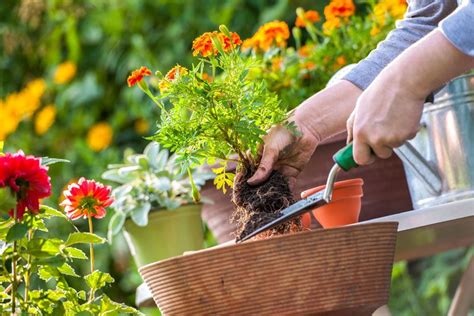 Tips Para Cuidado De Plantas En Macetas The Home Depot Blog