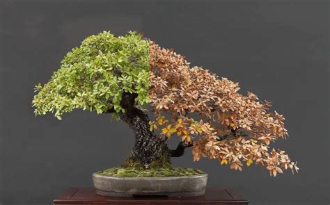 How To Revive A Bonsai Is It Dying To Get Hearn