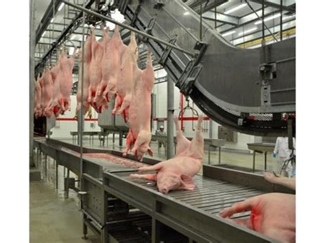 Pig Hog Abattoir Slaughter Line Process 1 Stunning What Is The