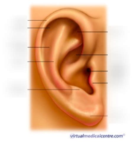 Diagram External Auricular Anatomy Diagram Quizlet