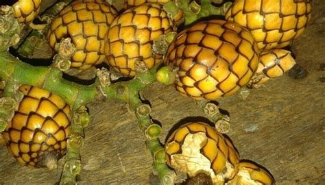 Rattan Fruit