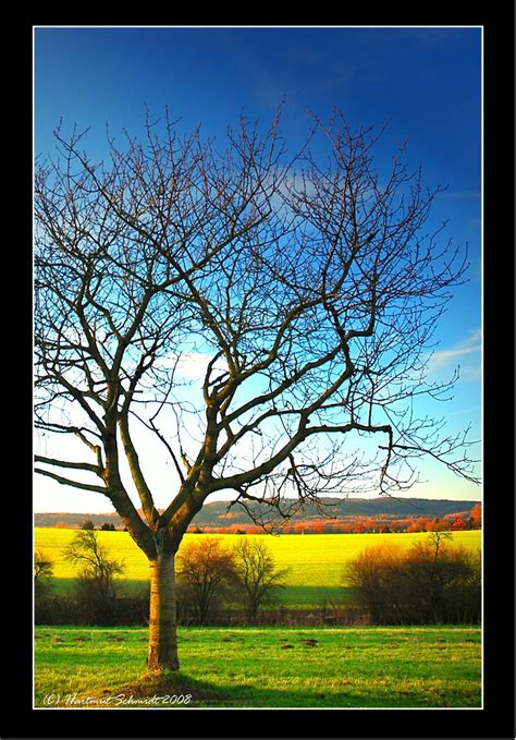 ~ foretaste of spring ~ | H_Punkt | Flickr