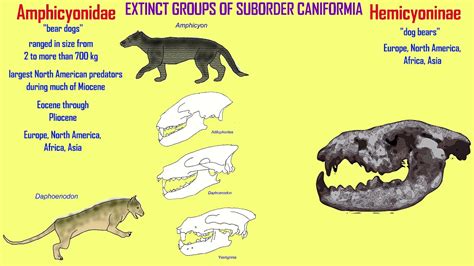 CARNIVORE SUBORDER CANIFORMIA - YouTube