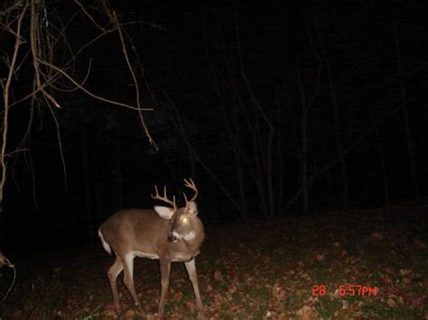 October 30 Whitetail Pictures