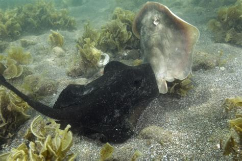 Images of sharks and rays mating and courtship pictures