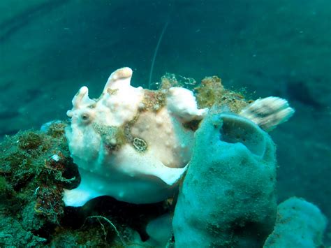 Frogfish Sea Undersea