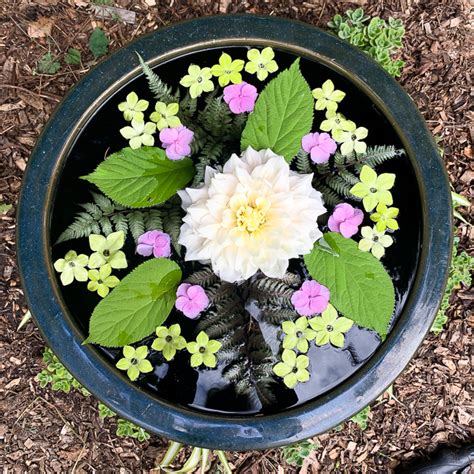 Zen In The Garden A Newfound Joy Of Floating Flowers The Impatient