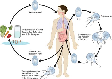 Giardia Diagram