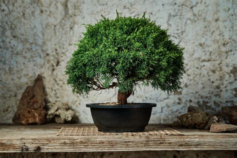 Regalare Un Bonsai Il Significato E Le Occasioni Migliori