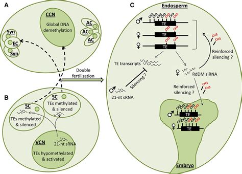 Active Dna Demethylation In Plants And Animals