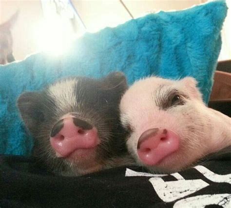 Pin By Brandi Braun On Cuteness In Baby Pigs Cute Baby Pigs