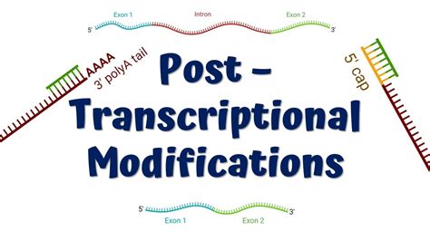 Post Transcriptional Modifications Mrna Processing Capping