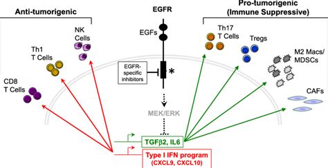 Rapid Transcriptional Changes In Response To Oncogenic RTK Inhibition