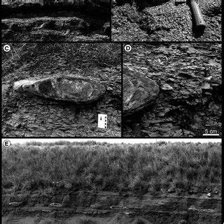 Main Sizes Of The Measured Carbonate Concretions Serra Alta Formation