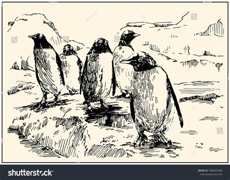 Emperor Penguins Black White Hand Drawing Stock Vector Royalty Free