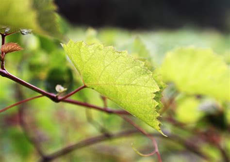 Bildet Tre Natur Gren Anlegg Drue Frukt S T Blad Blomst