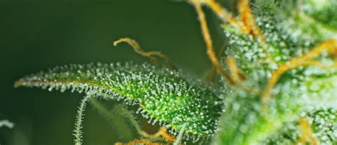 What Are Cannabis Trichomes And Why Are They Important Cannaconnection