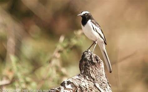 Wagtail White Browed Motacilla Maderaspatensis Adult India World