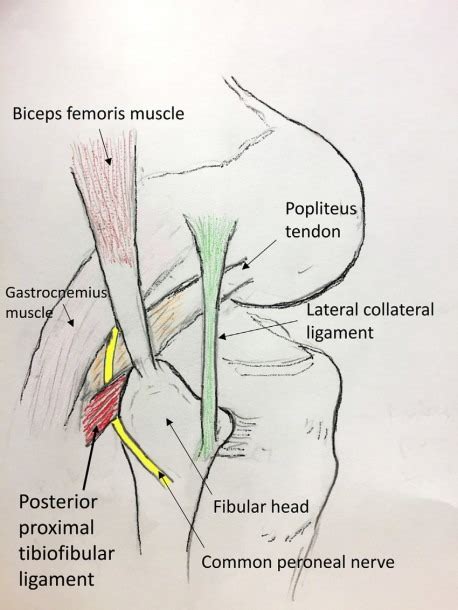 Diagram Of The Right Knee