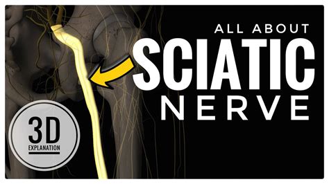 The Sciatic Nerve 3d Anatomy Origin Course Relations Branches