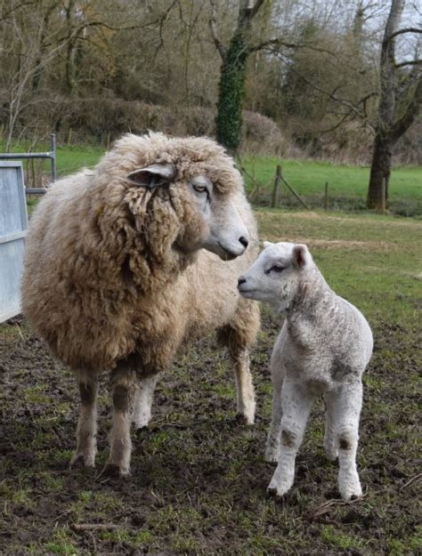 Sheep Birth Complications You Need To Know Before Lambing Season