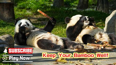 Panda BillboardEpisode 330 Always Be Alert When Eating Bamboo