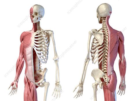 Male Skeleton And Musculature Illustration Stock Image F027 2244